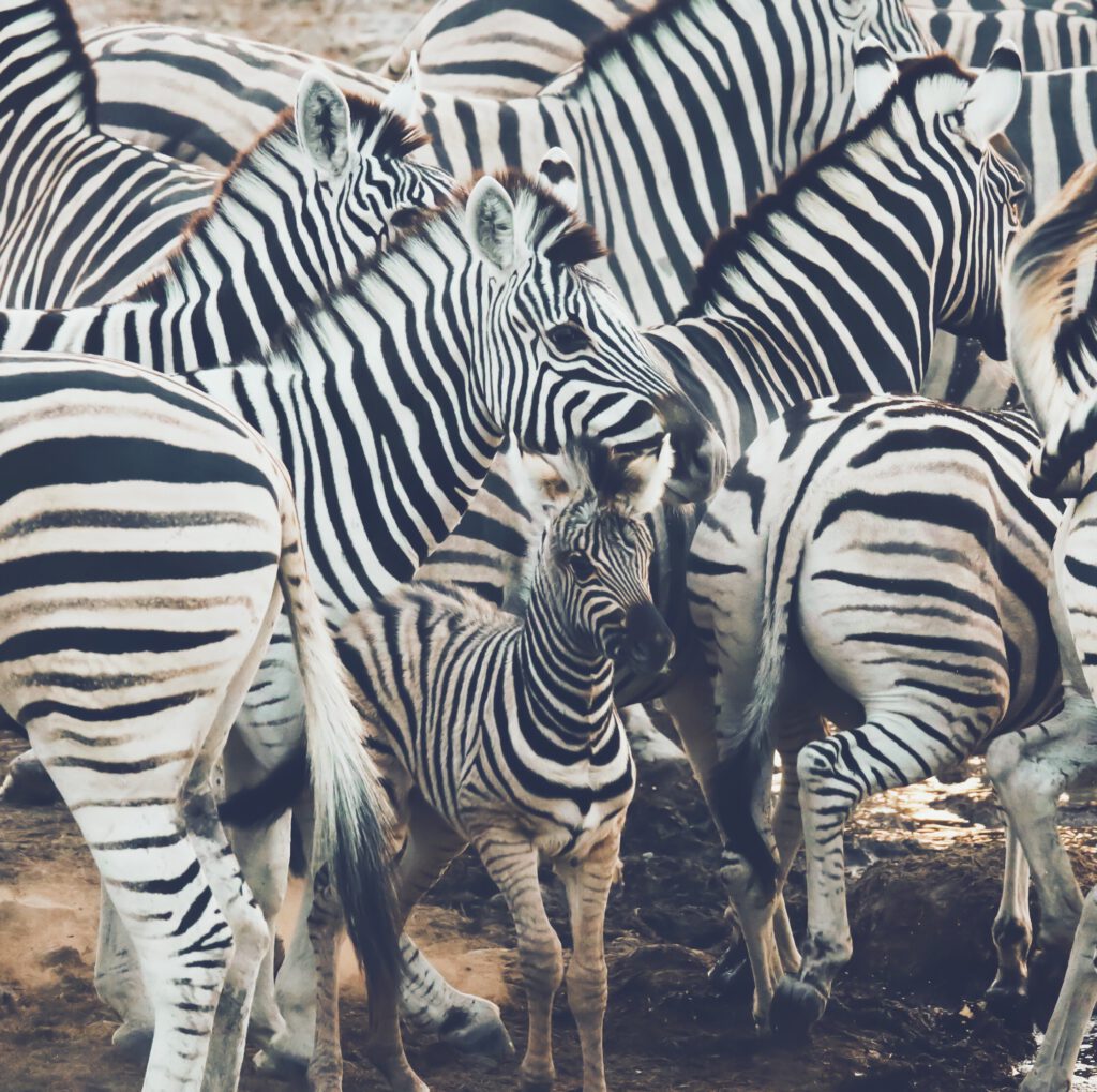 Zebra family