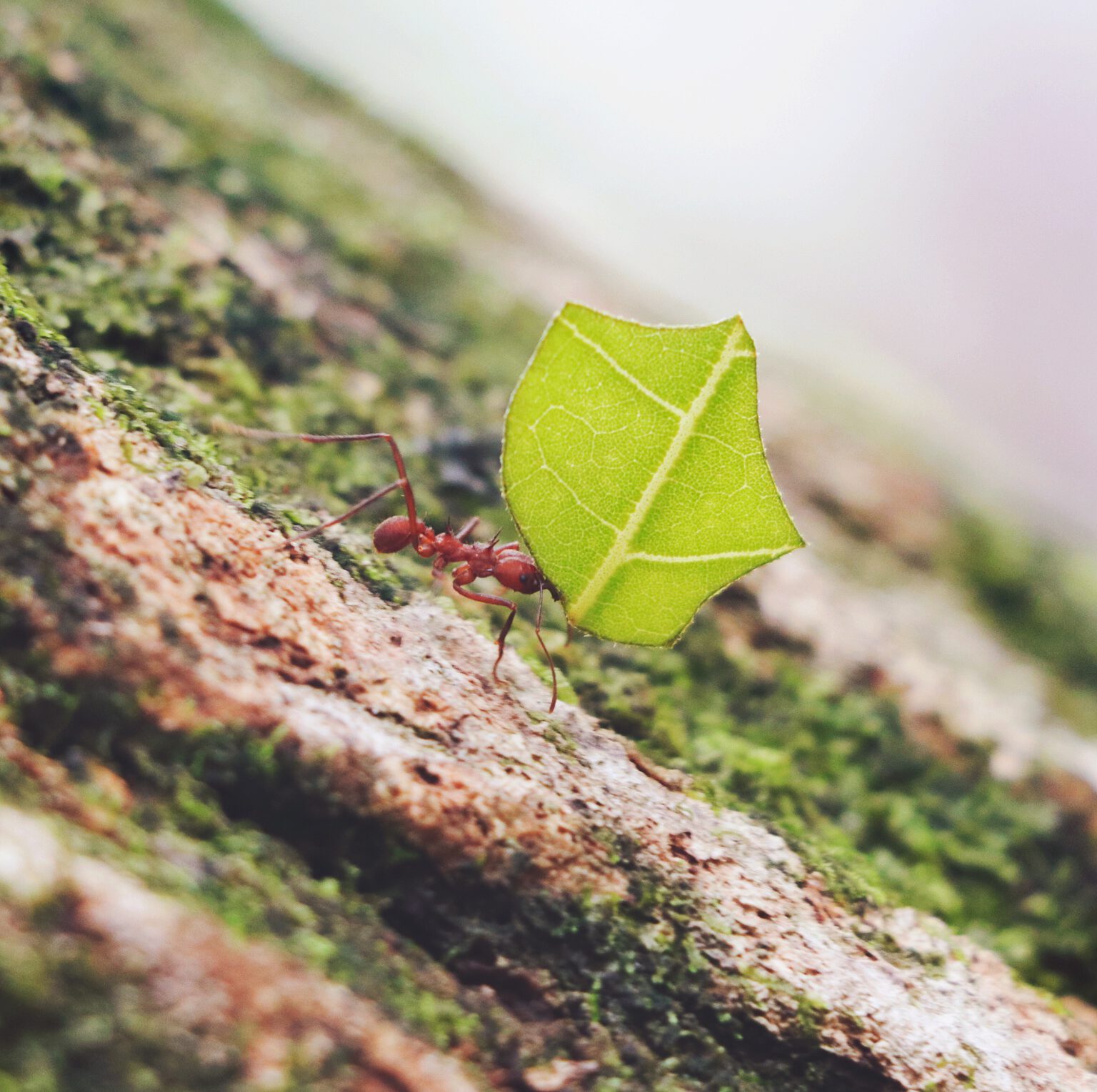 Costa Rica -Leaf cutter Ant
