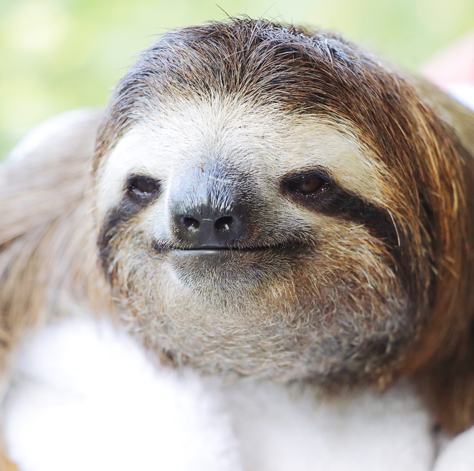 Costa Rica - The animal