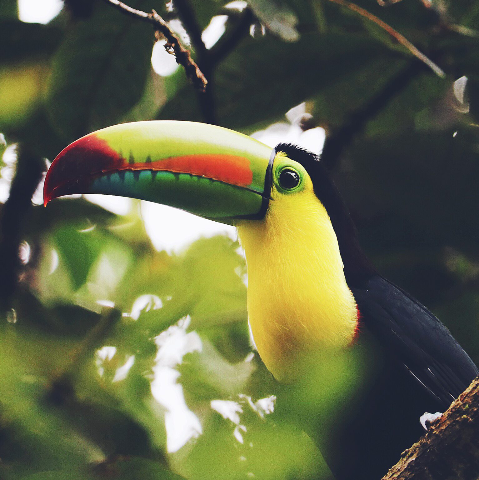 Costa Rica - Bird